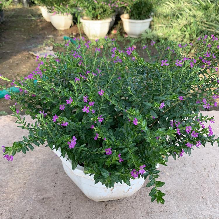 Cẩm tú mai thích hợp cho những ai đang tìm kiếm loài hoa treo ban công đẹp