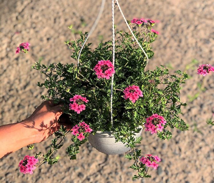 Hoa cúc nữ hoàng treo ban công