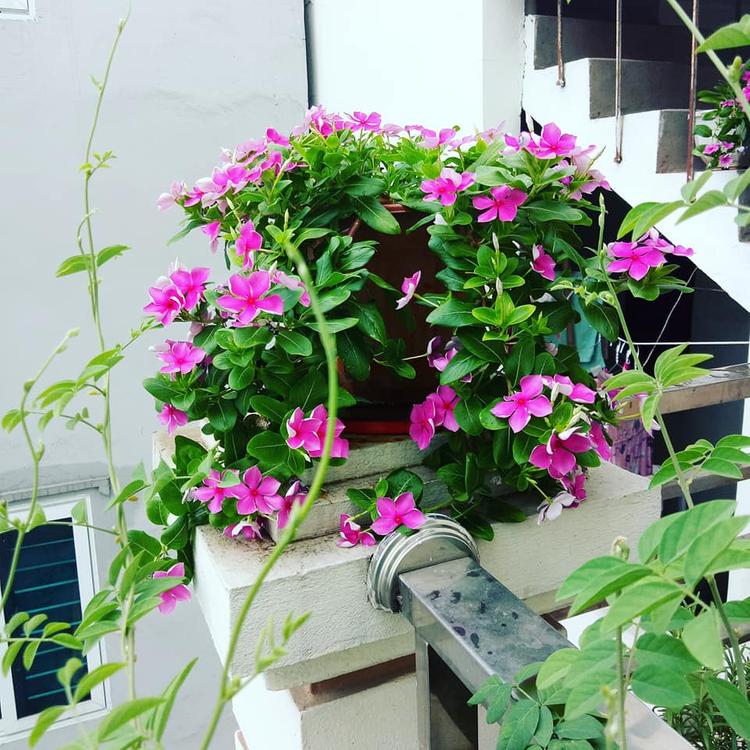 Dừa cạn - Hoa treo ban công đẹp mắt