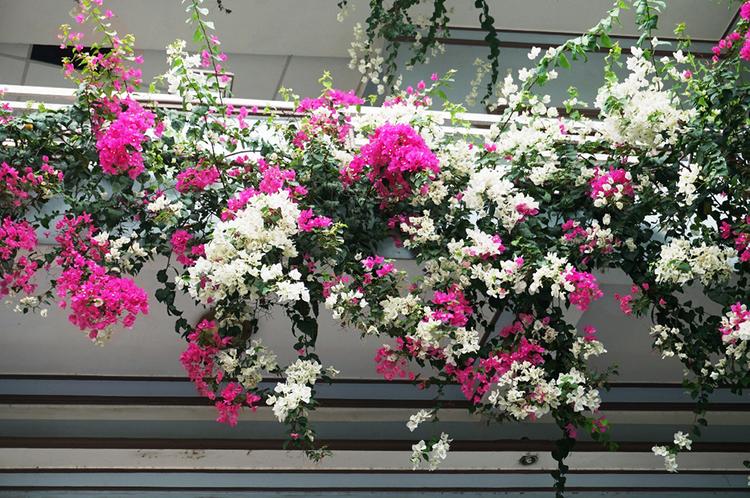 Hoa giấy là loài hoa trồng ban công chịu nắng rất tốt