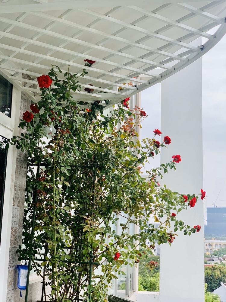 Hoa hồng leo trồng ban công