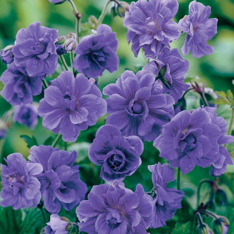 Hoa phong lữ thảo được nhiều người yêu thích bởi vẻ đẹp cuốn hút