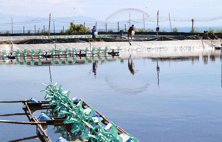 Mục đích sử dụng đất NTS là nuôi trồng thủy sản