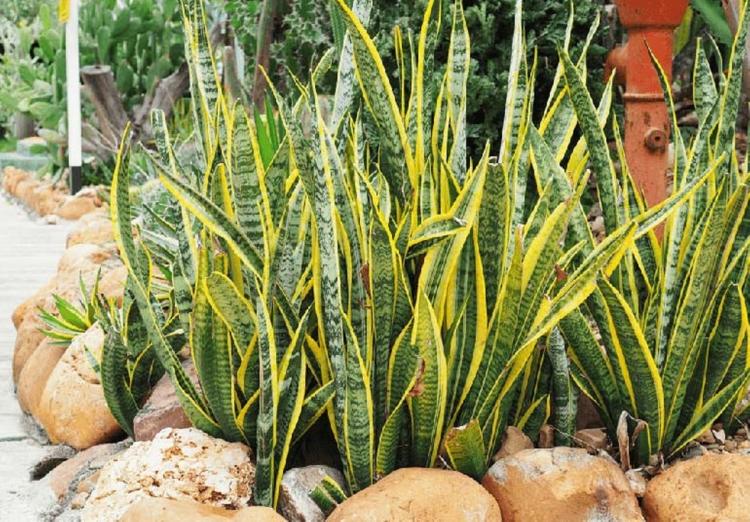 Mệnh Kim nên trồng cây Lưỡi Hổ Vàng trước nhà để vượng khí