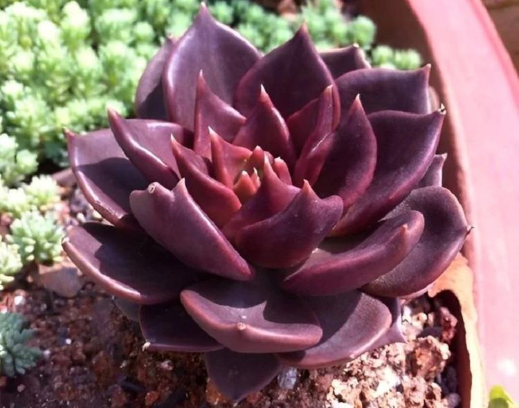 Mệnh Kim trồng cây gì trong phòng ngủ? – Sen Đá Nâu