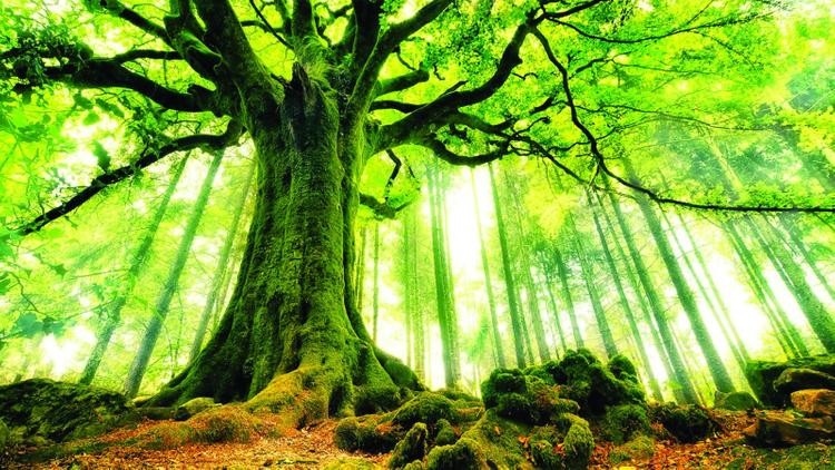 Bình địa mộc là gì