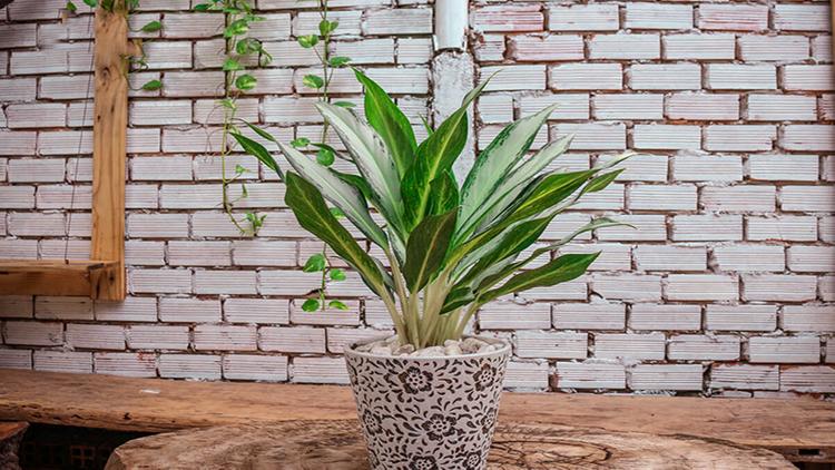 Cây bạch mã hoàng tử hợp với mệnh Hải Trung Kim