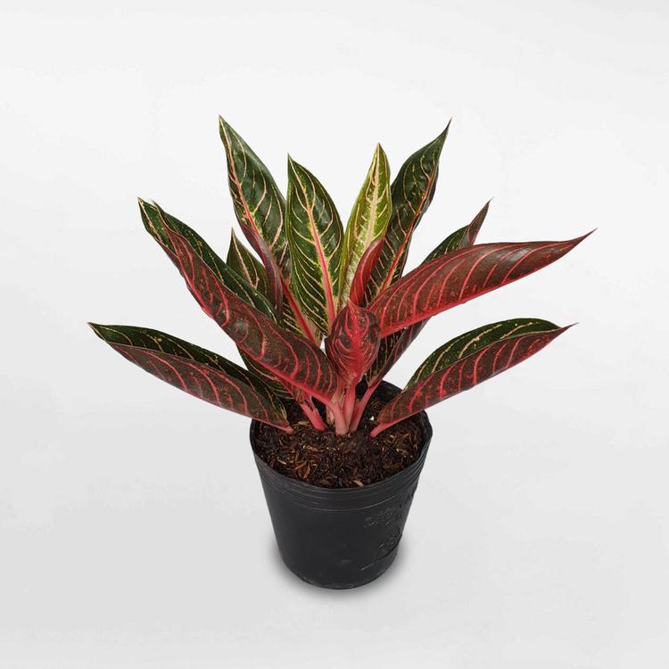 Hình ảnh cây Bao Thanh Thiên