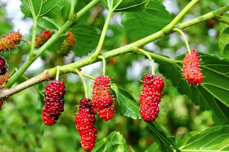 hình là cành dâu tằm đã chín quả.