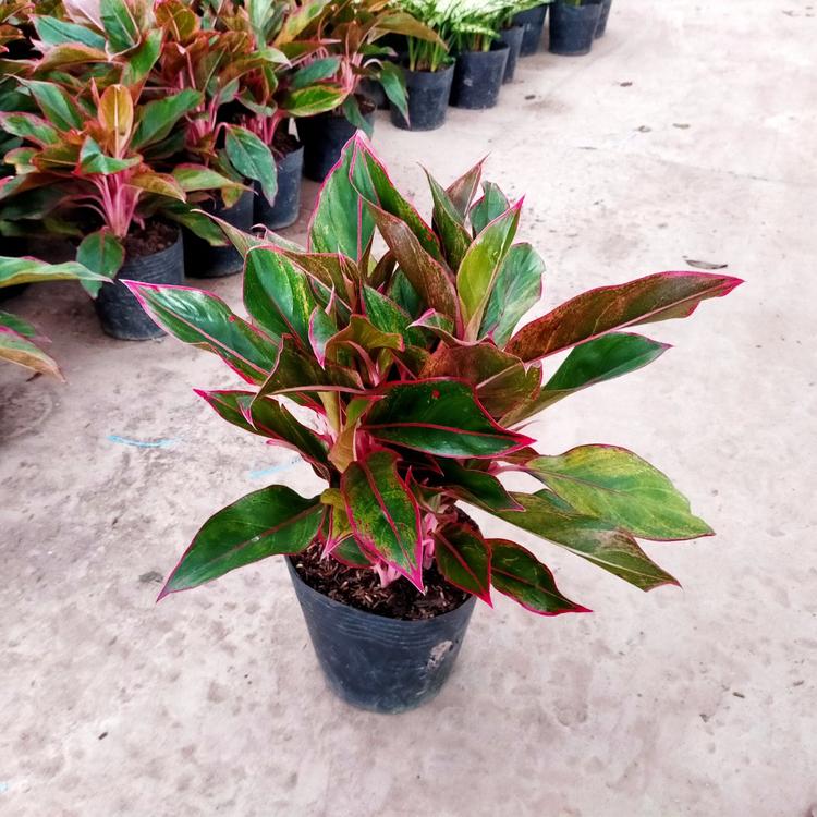 Mệnh Kim không nên trồng cây Phú Quý