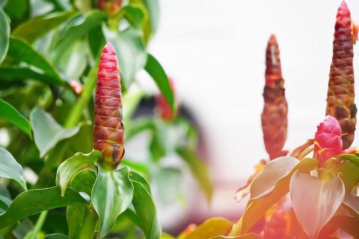 cay-phuc-loc-tho-bieu-tuong-giau-sang