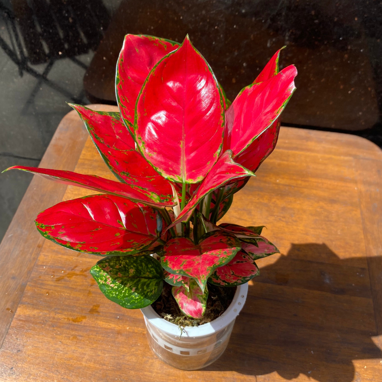 Người mệnh Ốc Thượng Thổ trồng cây vạn lộc rất tốt cho phong thủy