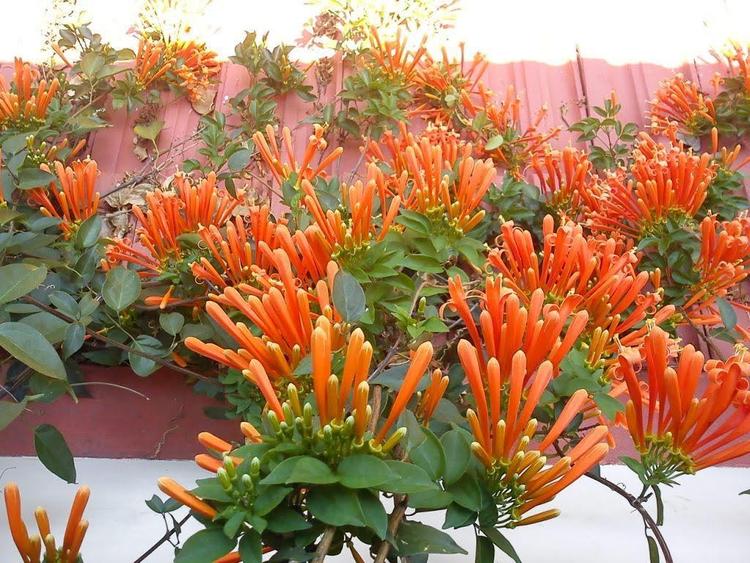 Chùm Ớt được sử dụng làm giàn hoa leo trước cổng khá phổ biến ở Việt Nam hiện nay