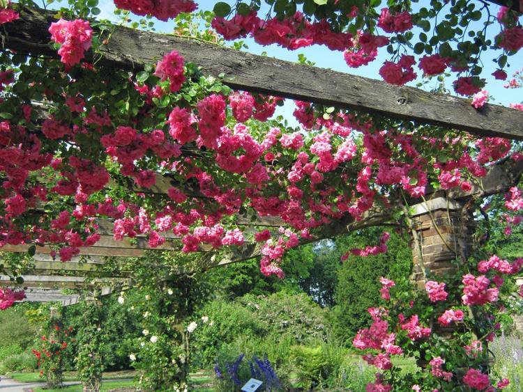 Hồng leo được mệnh danh là nữ hoàng của những loài hoa