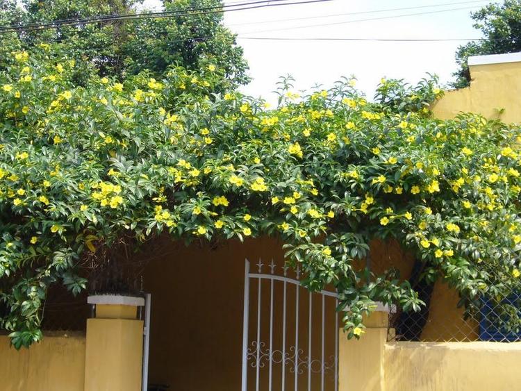 Loại hoa này giúp lọc sạch khói bụi, đem lại một làn không khí trong lành cho ngôi nhà