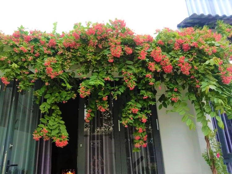 Đây là loại cây dễ trồng, ít tốn công chăm sóc