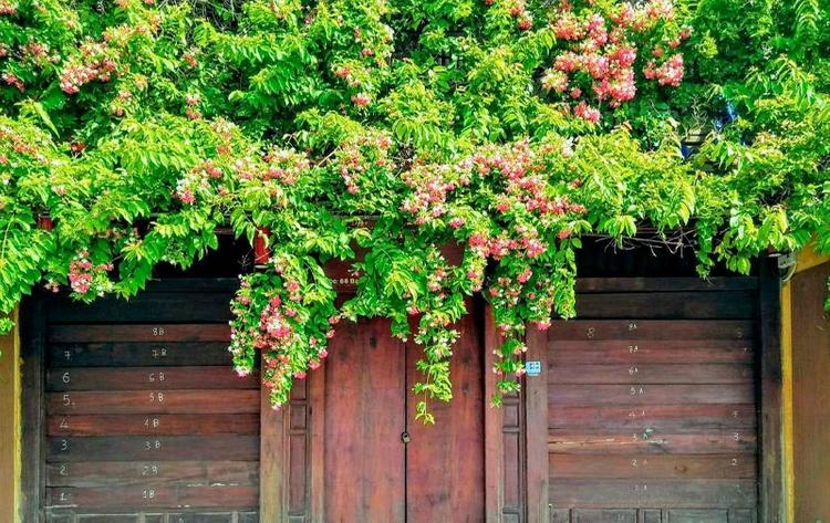 Sử Quân Tử có hương thơm dịu nhẹ, để lại ấn tượng khó phai cho khách thăm nhà