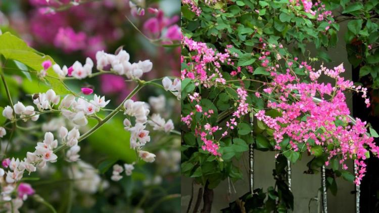 Thiết kế giàn hoa Tigon giúp cổng ngôi nhà thêm ấn tượng