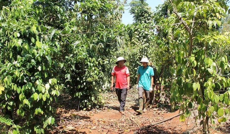 Hướng dẫn, giúp đỡ người dân sử dụng đất hiệu quả cũng là trách nhiệm của cơ quan quản lý