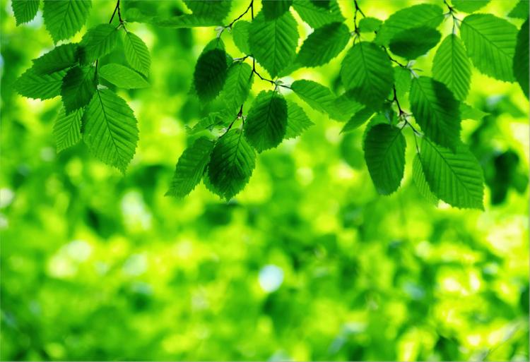 Mệnh Lư Trung Hỏa rất hợp màu xanh lá cây của mệnh Mộc