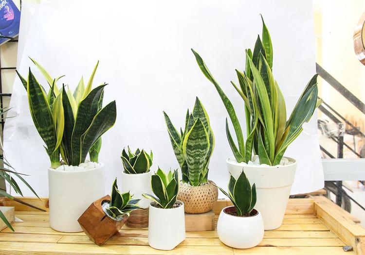 Lưỡi hổ có nhiều loại mang kiểu dáng và màu sắc khác nhau