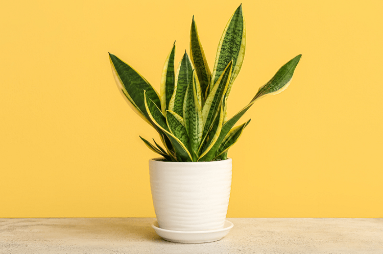 Cây lưỡi hổ viền vàng hợp với người mệnh Thành Đầu Thổ