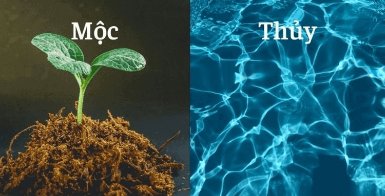 Thủy và Mộc có mối quan hệ tương sinh