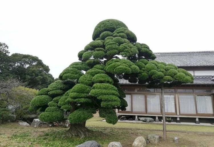 Mệnh Tùng Bách Mộc tượng trưng bởi sự cứng cáp của cây tùng