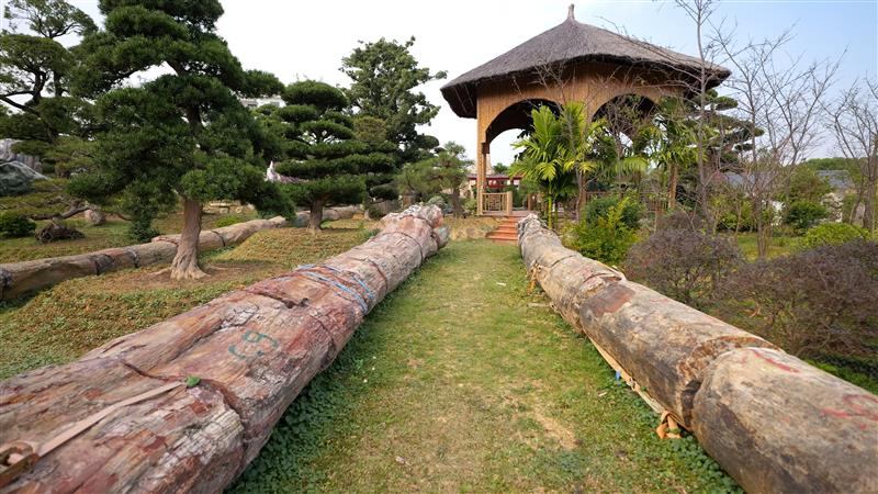 Gỗ hóa thạch 6 triệu năm nặng hơn 30 tấn