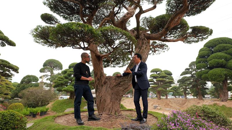 Mộc Long 500 năm tuổi