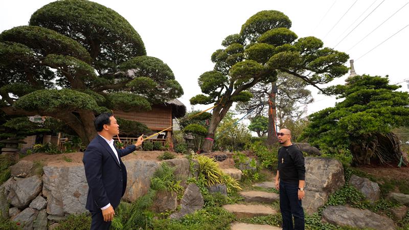 Nghệ thuật Bonsai đạt ngưỡng tuyệt mỹ