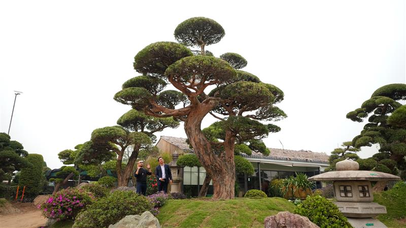 VƯỜN NHẬT THANH TÙNG CÁT TƯỜNG