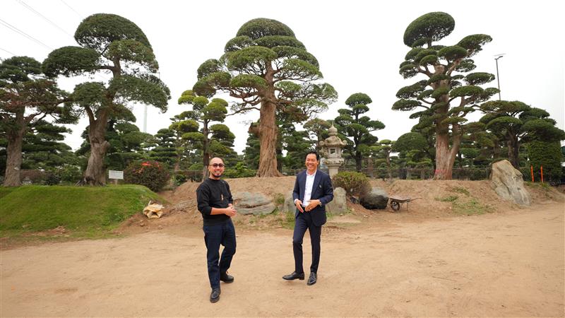 Tùng La Hán hơn 600 tuổi